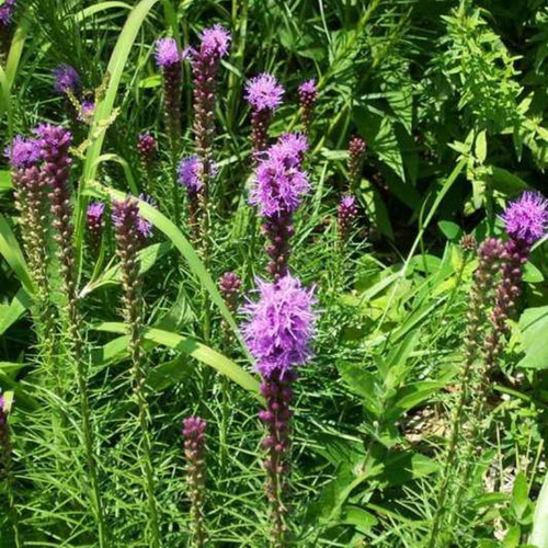 Dense blazing Star Flowering