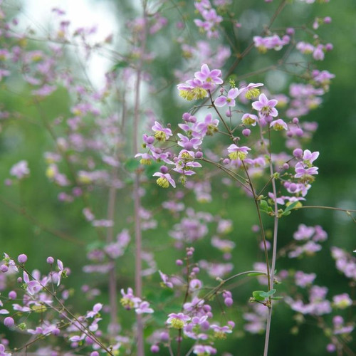 Giant Meadow-Rue Flowering