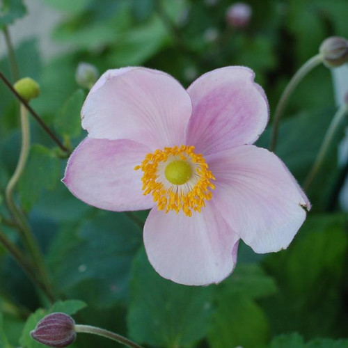 Grape Leaf Anemone Flowering