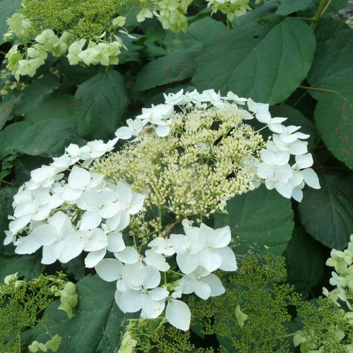 Haas' Halo Hydrangea Flowering