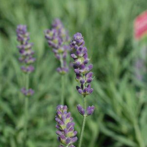 Hidcote Lavender Flowering