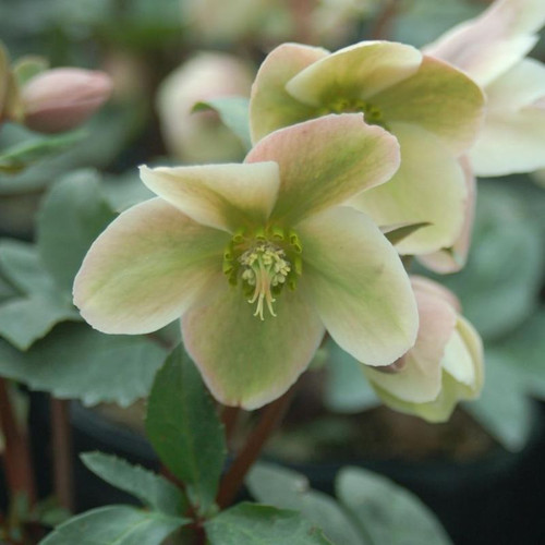 Ivory Prince Christmas Rose Flowers