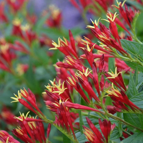  Little Redhead Indian Pink Flowering 