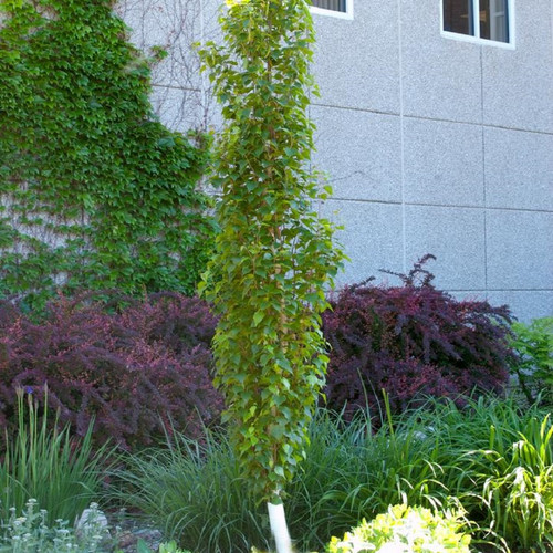 healthy Parkland Pillar Birch
