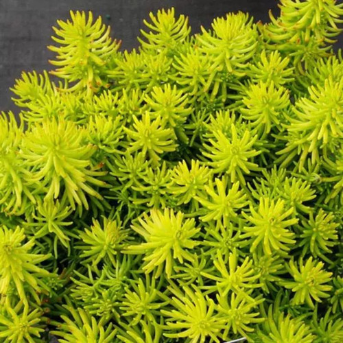Healthy Prima Angelina Stonecrop Sedum 