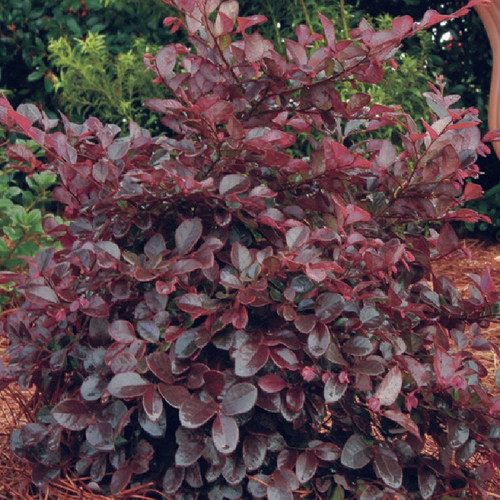 Purple Diamond Loropetalum Foliage