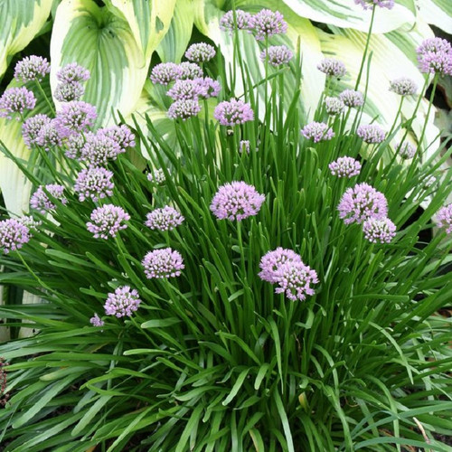 healthy Summer Beauty Allium growing in the garden