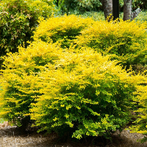 Healthy Sunshine Ligustrum