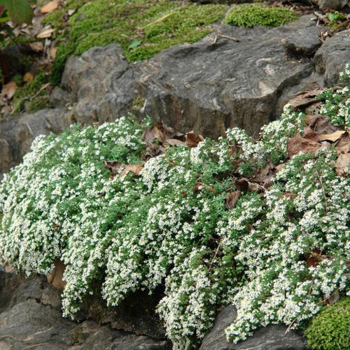 groundcover plants