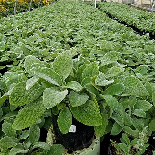 Helen Von Stein Lambs Ears at Nursery
