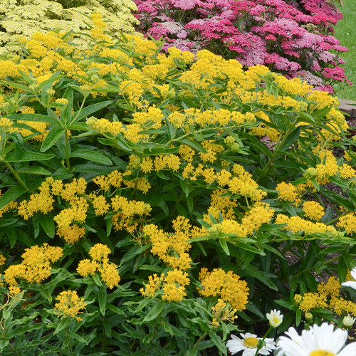 Hello Yellow Butterfly Milkweed Flowers and foliage