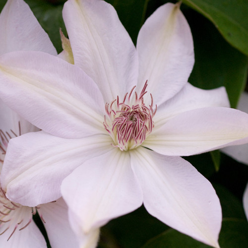 Henryi Clematis Flower Petals Close Up