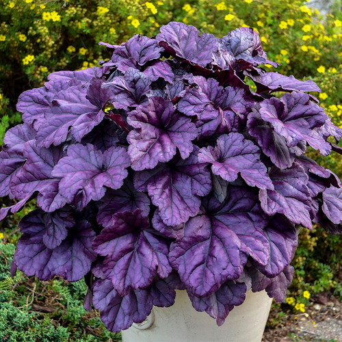 Heuchera Dolce Wildberry with Purple Foliage