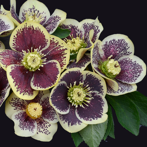 Honeymoon® Rio Carnival Lenten Rose Flower Blooms