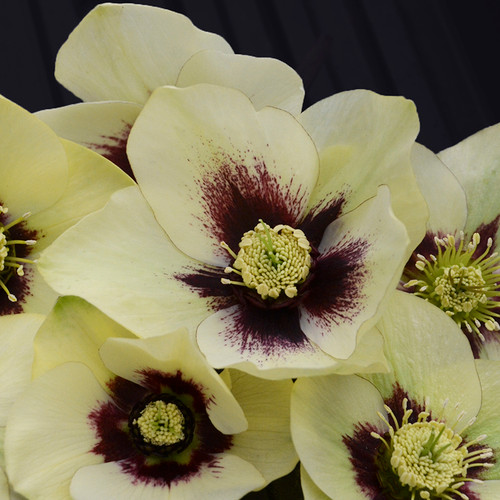 Honeymoon® Spanish Flare Lenten Rose Flowers