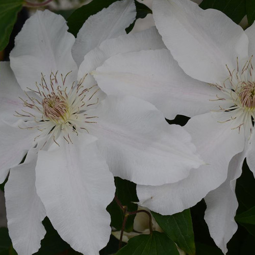 Hyde Hall Clematis Petals Close Up