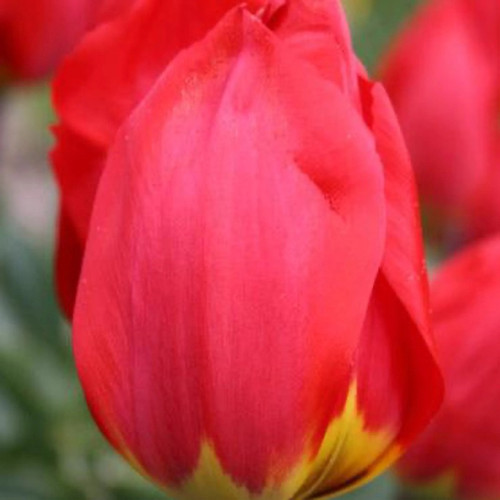 Ile de France Tulip Bulbs flower