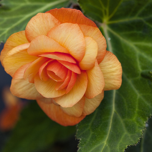 Illumination® Apricot Shades Begonia Flower Petals