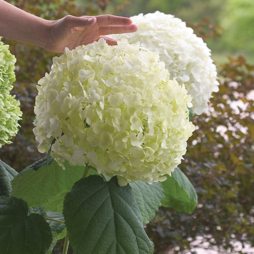 Incrediball Hydrangea Flower Next To Hand