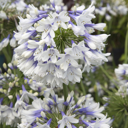 Indigo Frost Agapanthus Flowers Main