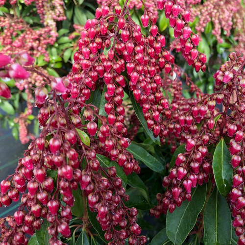 Interstella Lily of the Valley Shrub with Red Flowers