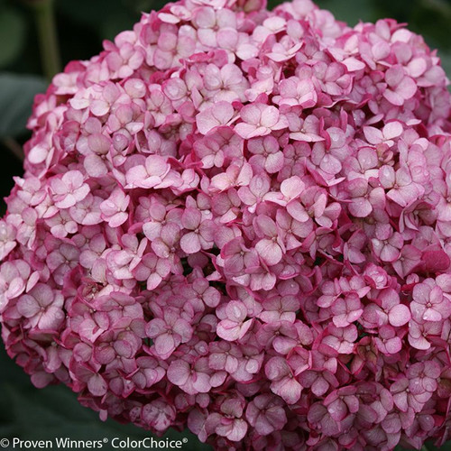 Invincibelle Mini Mauvette Hydrangea Flower