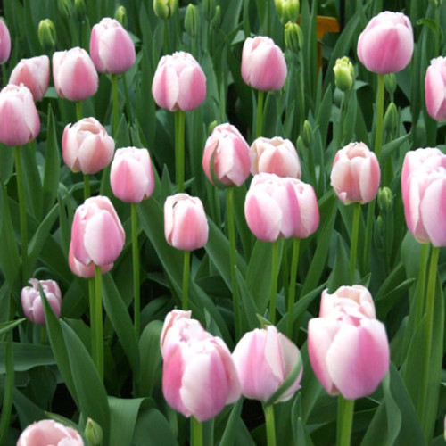 Jacuzzi Tulip Bulbs flowers