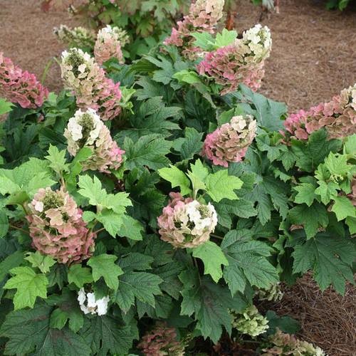 Jetstream™ Oakleaf Hydrangea in the Garden