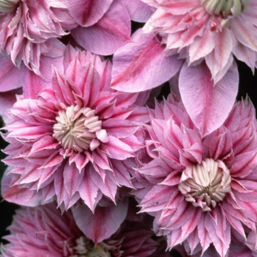 Josephine Clematis Puffy Blooms