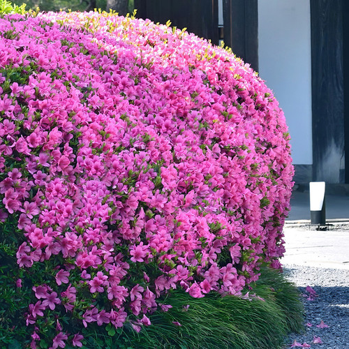 Karens Azalea Hedge Blooming