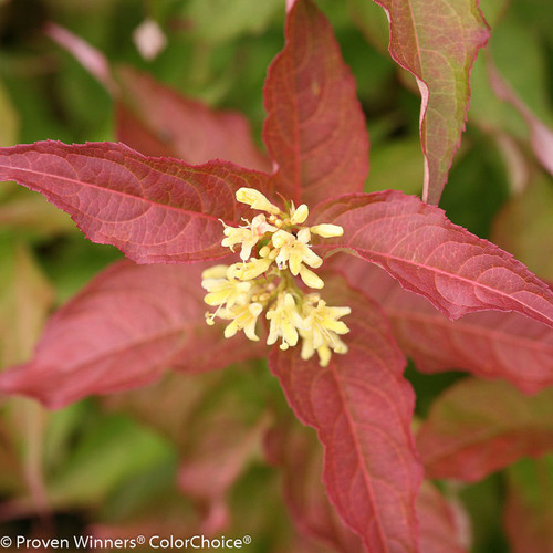 Kodiak Orange Diervilla with Flower
