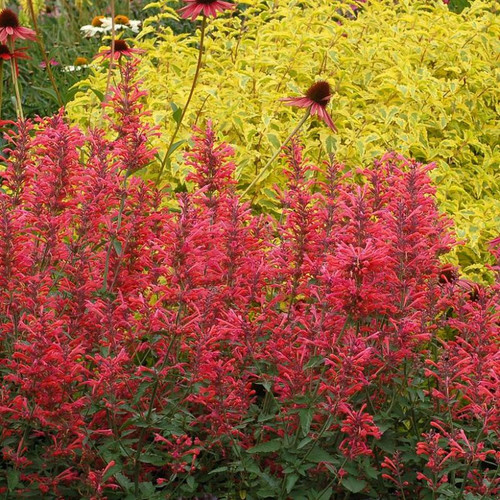 Kudos™ Coral Hummingbird Mint Blooming in Garden
