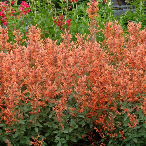 Kudos™ Mandarin Hummingbird Mint Blooming in Garden