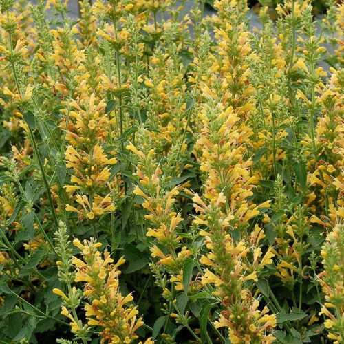Kudos™ Yellow Hummingbird Mint Blooming in Garden