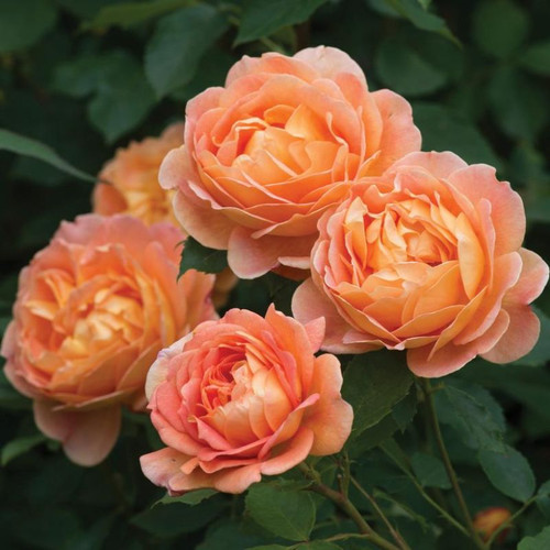Lady of Shalott™ Rose Blooming