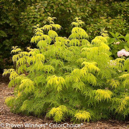 Large Lemony Lace Elderberry Bush
