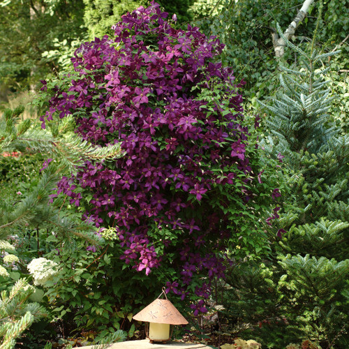 Large Niobe Clematis Vine Growing Tall