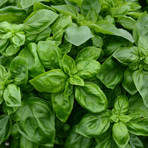 Large Pesto Party Basil Leaves