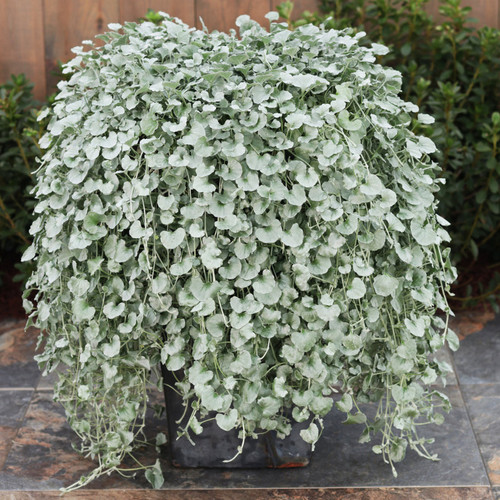 Large Proven Accents Silver Falls Dichondra Plant in Patio Planter