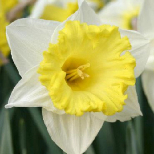Las Vegas Daffodil Bulbs flower