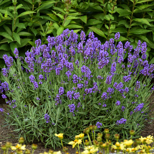 Lavandula Angustifolia Sweet Romance in Landscape