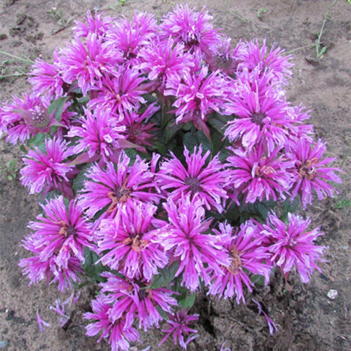 Leading Lady Orchid Bee Balm Blooming