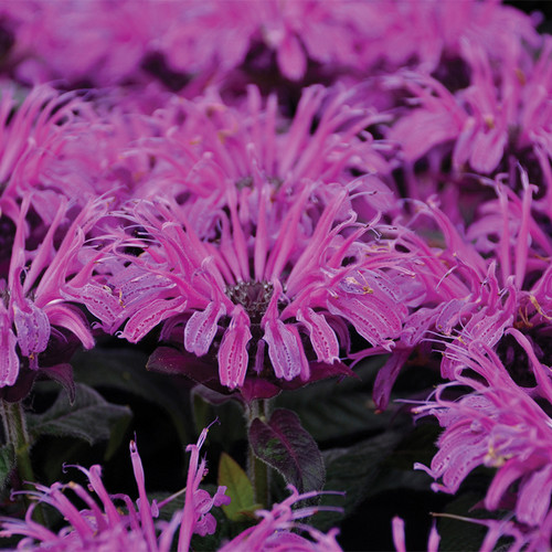 Leading Lady Plum Bee Balm Purple Blooms Up Close
