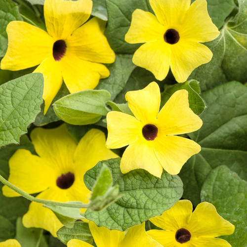 Lemon A-Peel Black-Eyed Susan Vine Flowers and Foliage 1