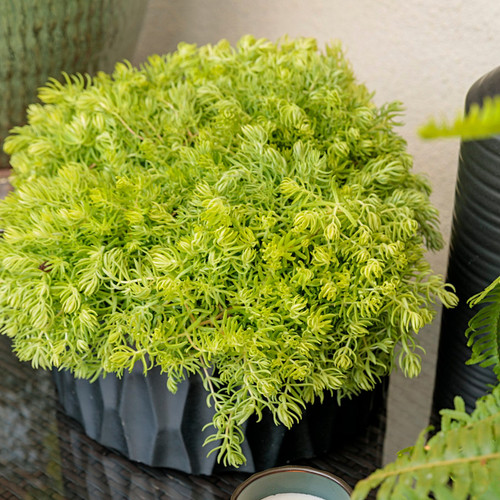 Lemon Coral Sedum in Indoor Planter