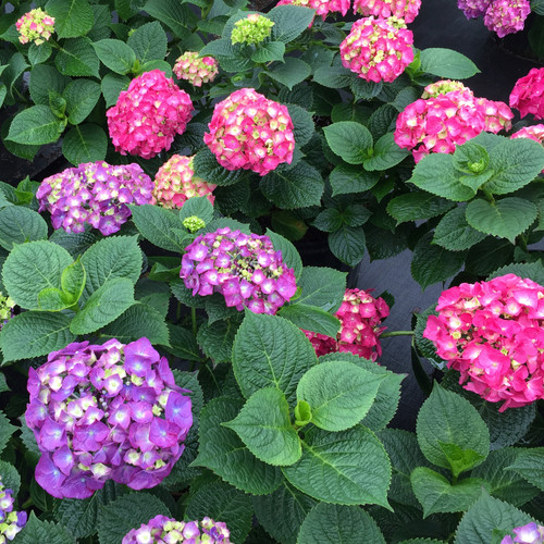 Let's Dance Big Band® Hydrangea with multiple colored blooms