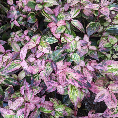 Mature Paisley Pup™ Doghobble Leucothoe