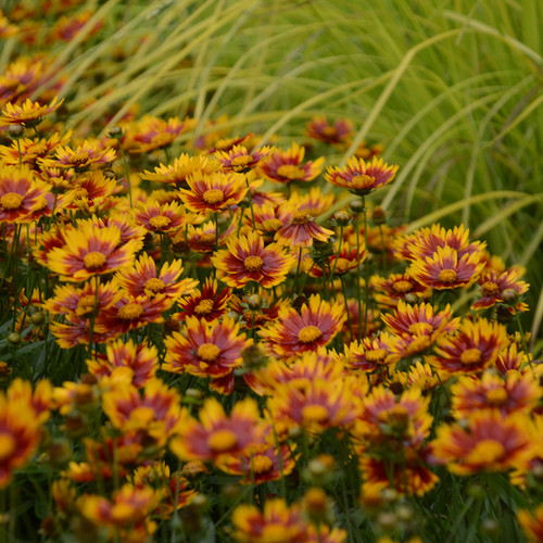 Li'l Bang™ Daybreak Tickseed flowers close up