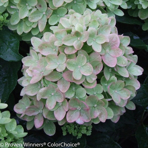 White Little Lime Hydrangea Flower