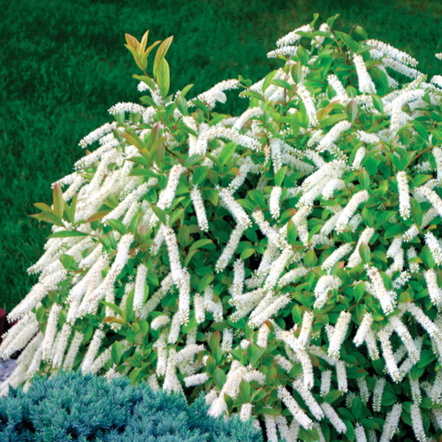 Little Henry Sweetspire Bush with White Blooms